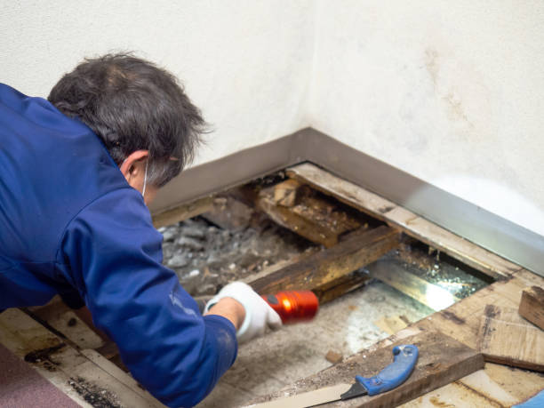 Best Residential Mold Removal  in Clyde, TX