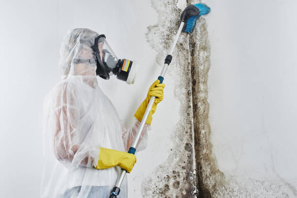 Best Certified Mold Removal  in Clyde, TX