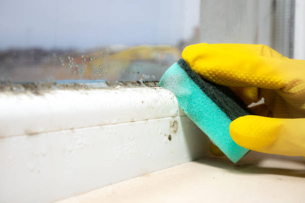 Best Attic Mold Removal  in Clyde, TX